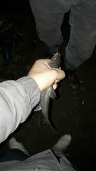 Luciobarbus callensis