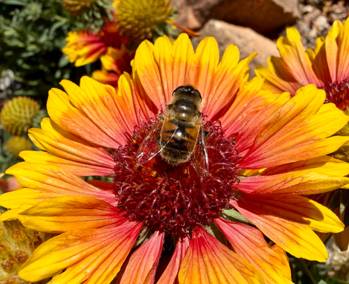 Unknown species found near Via Pampa, Santa Fe, NM, US