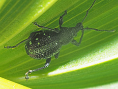 Otiorhynchus gemmatus