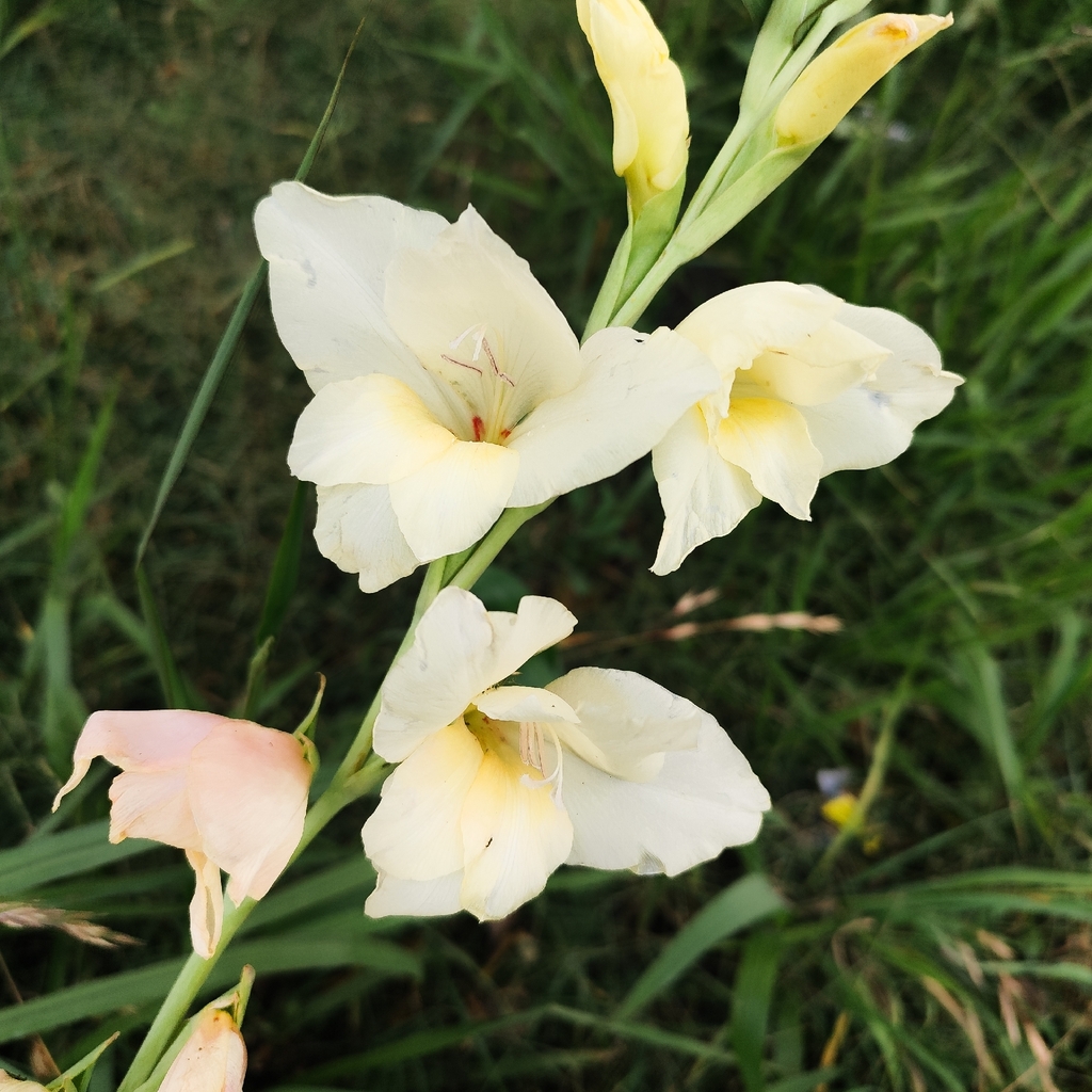 Gladiolus × hortulanus