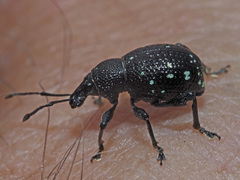 Otiorhynchus gemmatus