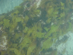 Aeodes nitidissima
