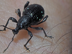 Otiorhynchus gemmatus