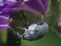 Zacladus geranii