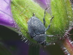 Zacladus geranii