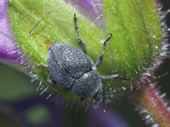 Zacladus geranii