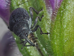 Zacladus geranii