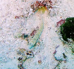 Amblyeleotris guttata