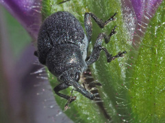 Zacladus geranii