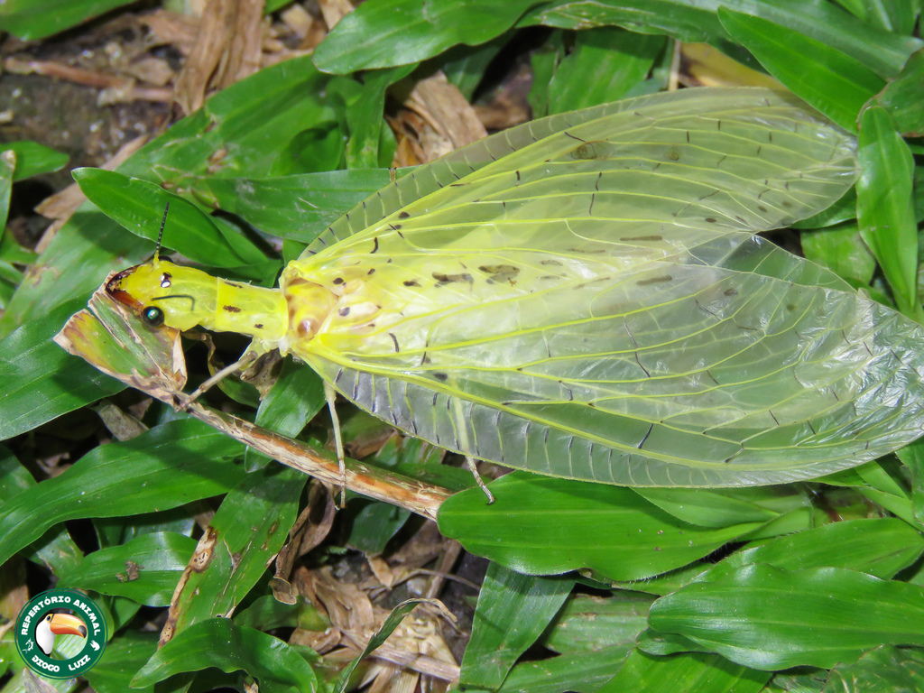 Chloronia corripiens
