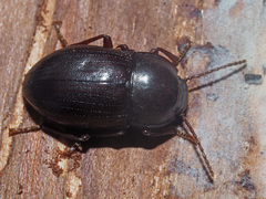 Nalassus convexus
