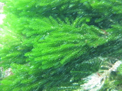 Caulerpa flexilis