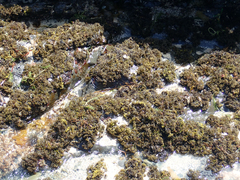 Psilophycus alveatus