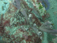 Callyspongia