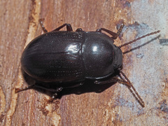 Nalassus convexus