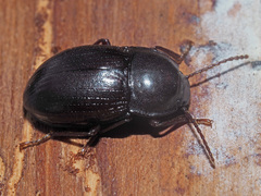 Nalassus convexus