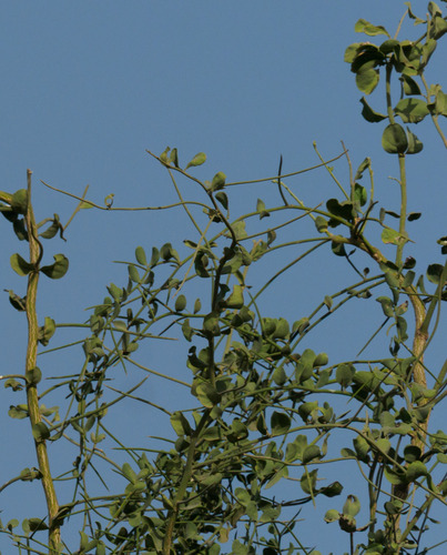 simple-thorned greenthorn