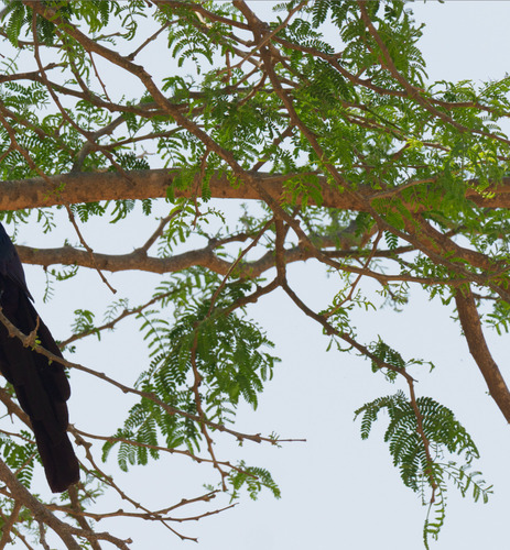 Ana tree