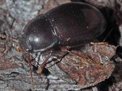 Nalassus convexus
