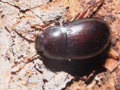 Nalassus convexus