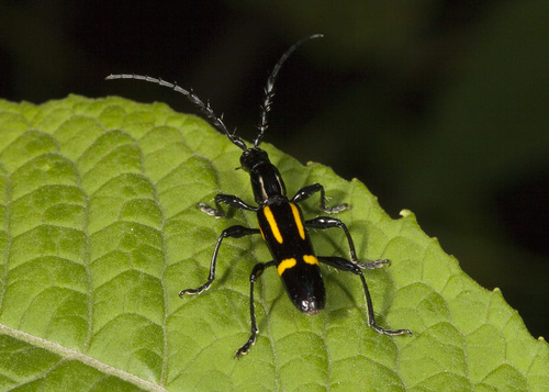 Platyarthron semivittatum