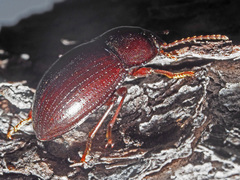 Nalassus convexus