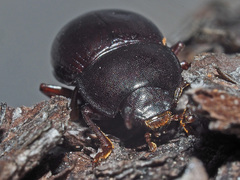 Nalassus convexus