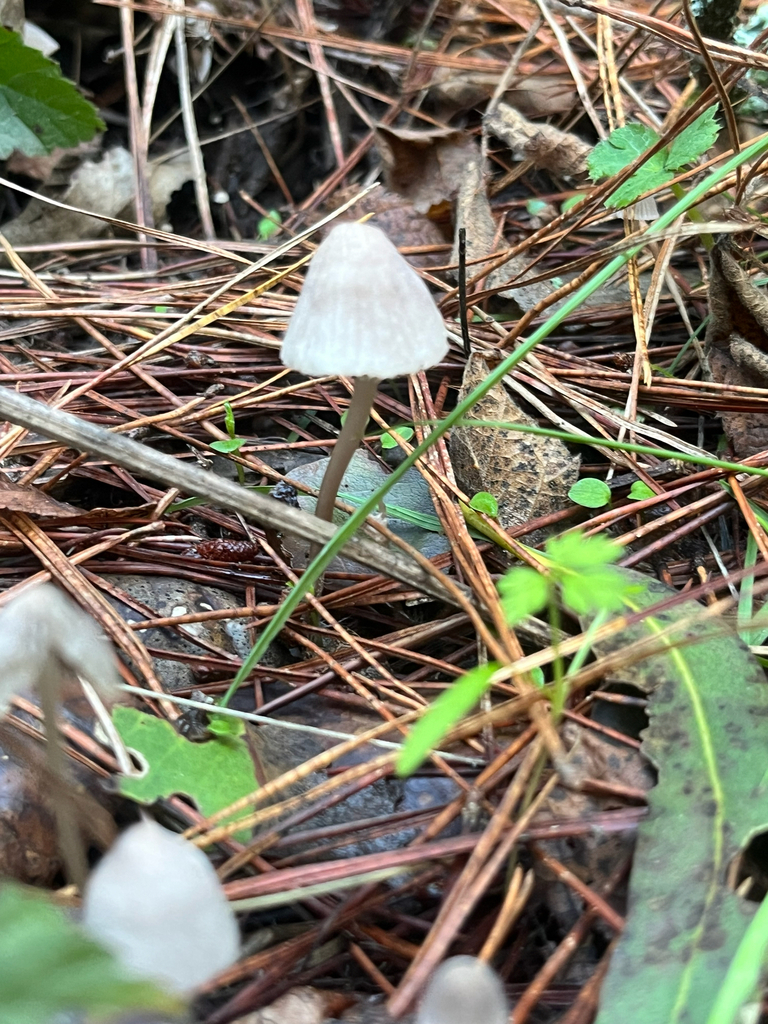 Mycena capillaripes