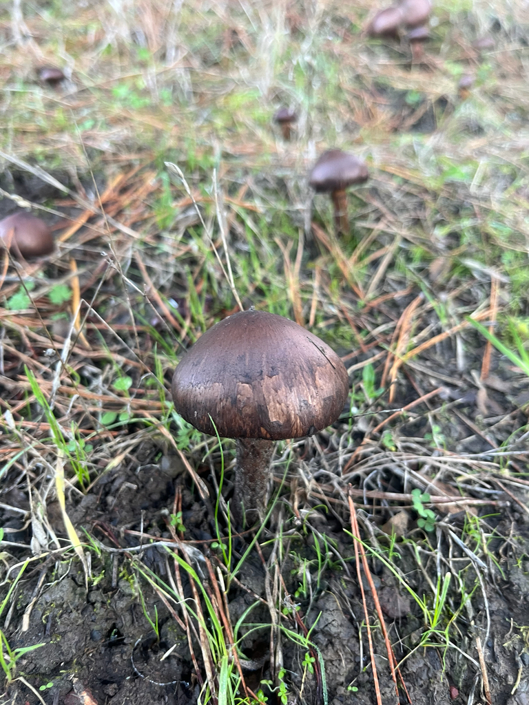 Chroogomphus vinicolor · November 2025 · photo: © rademacherdan (iNaturalist, cc0)