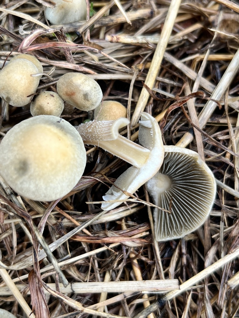 Panaeolus cyanescens · November 2025 · photo: © michelle_lopez (iNaturalist, cc0)