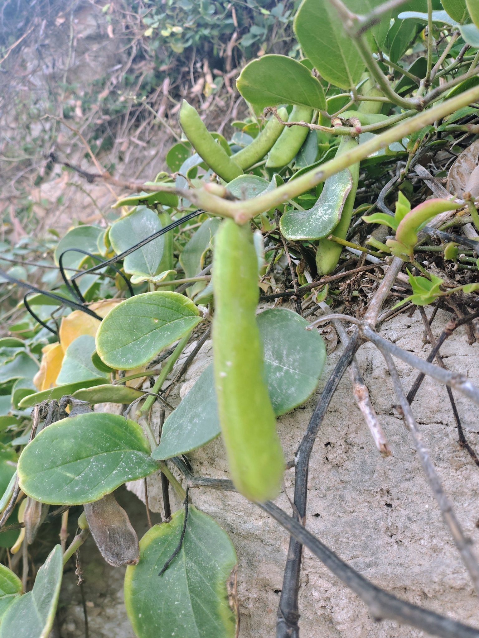 Canavalia rosea