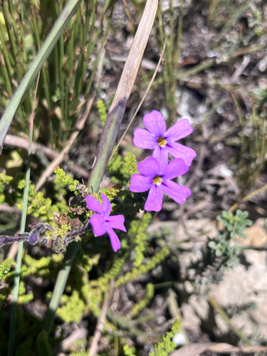 Minileaf Jaybee (Jamesbrittenia microphylla)