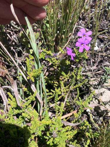 Jamesbrittenia microphylla, photograph 4