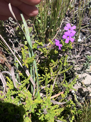 Jamesbrittenia microphylla, photograph author not stated, no rights reserved
