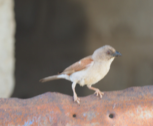 Northern Grey-headed Sparrow