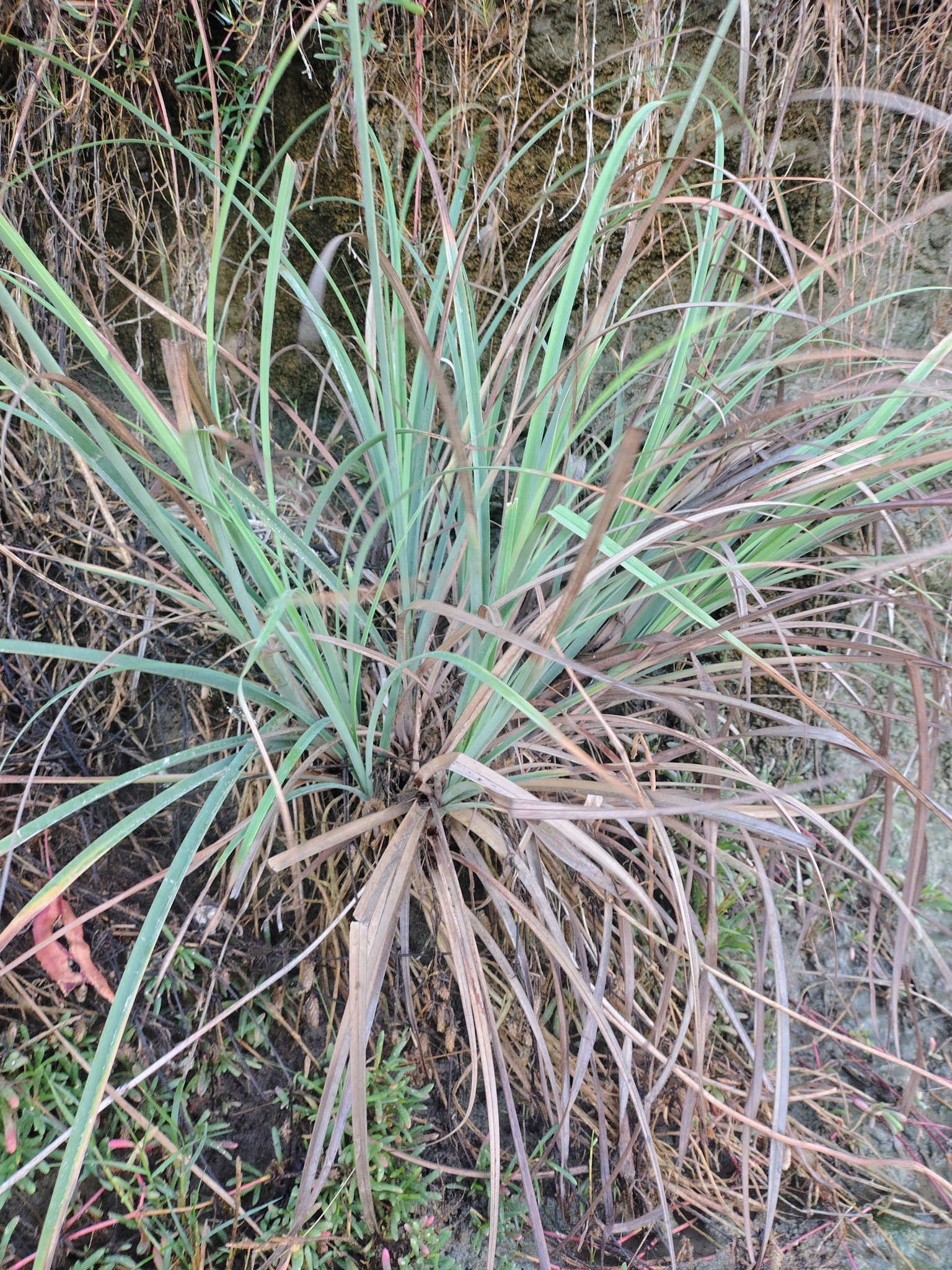 Cyperus ligularis