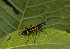 Platyarthron semivittatum