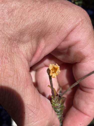 Tile Boneseed (Osteospermum imbricatum)
