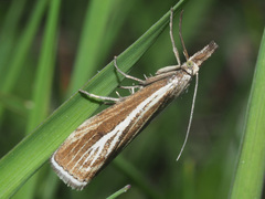 Catoptria combinella