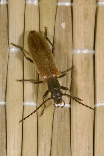 Sparedrus testaceus, 2025-06-16