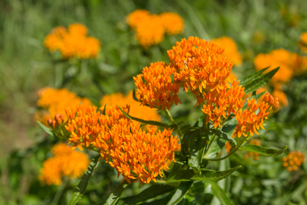 Butterfly Milkweed (Wildflowers of the Preserve at Shaker Village ...