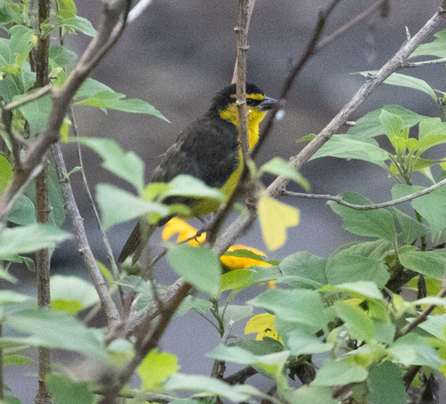 Black-necked Weaver (Ploceus nigricollis), photo 8