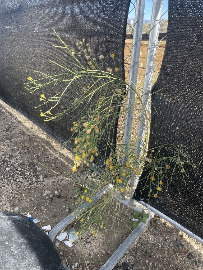 California Broomsage from Ralphs Ranch Rd, Lebec, CA, US on November 24 ...