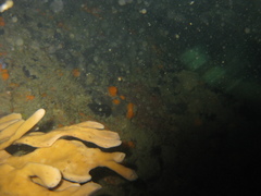 Callyspongia