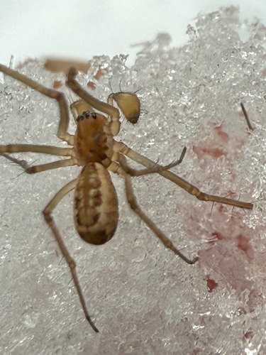 Filmy Dome Spider, Vermont, US, photo 7 of 10