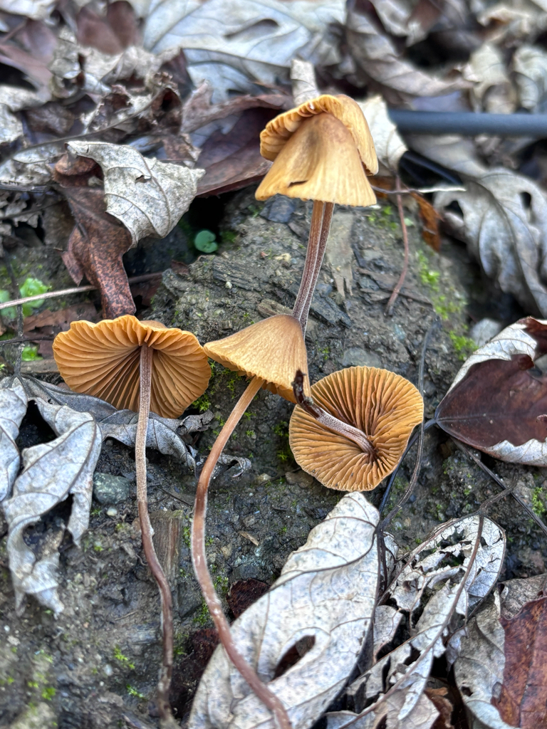 Conocybe aurea · November 2025 · photo: © reago (iNaturalist, cc-by)