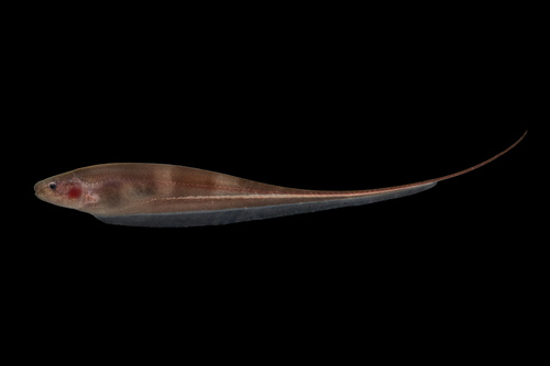 Glass knifefish (Sternopygus astrabes) — Sternopygidae