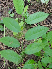 Celtis iguanaea