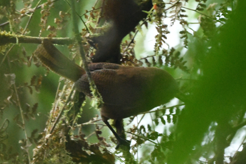Sepia-brown Wren (Cinnycerthia olivascens), photo 4