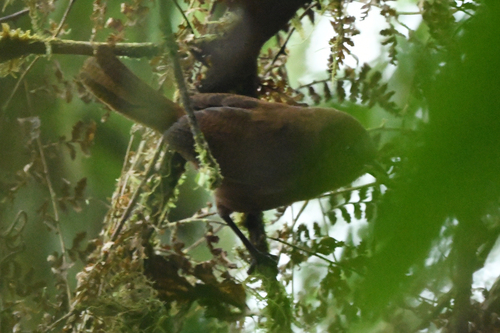Sepia-brown Wren (Cinnycerthia olivascens), photo 4